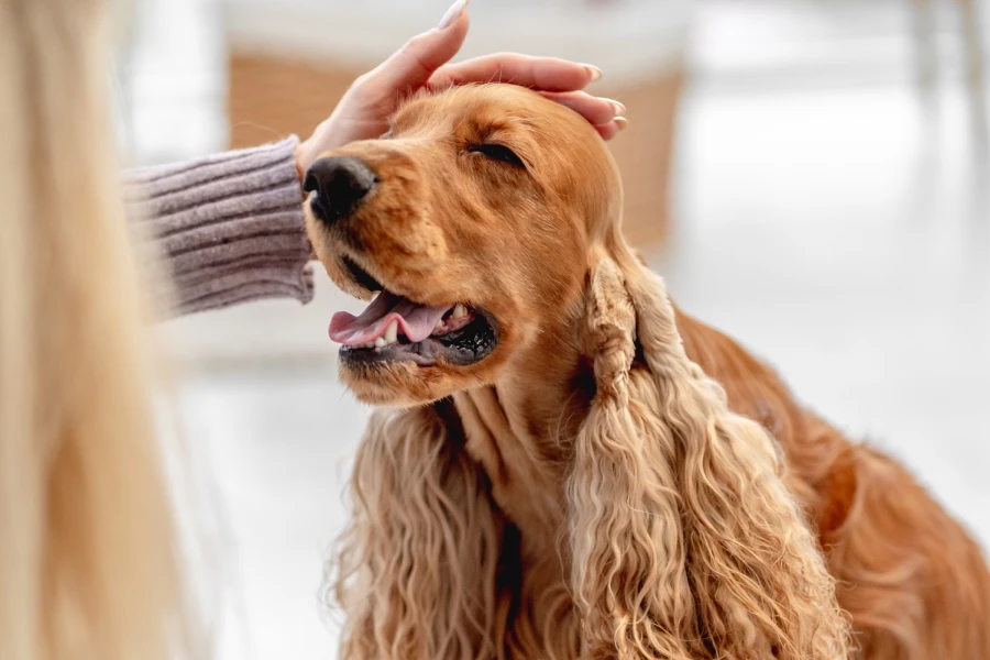 dog hair drying box